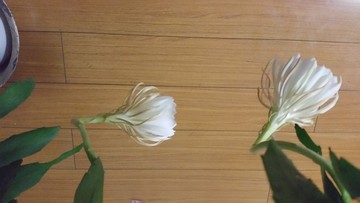昙花