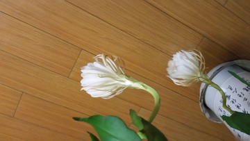 昙花