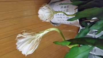 昙花