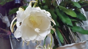 昙花
