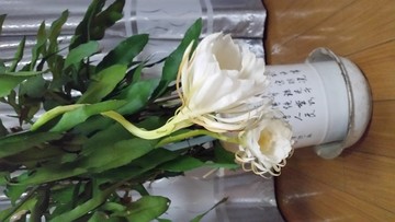 昙花