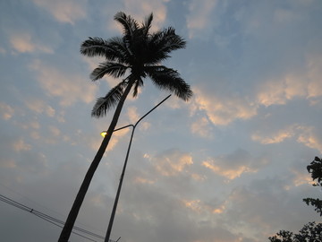 东南亚海滨椰子树