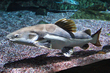 北京海洋馆水族馆