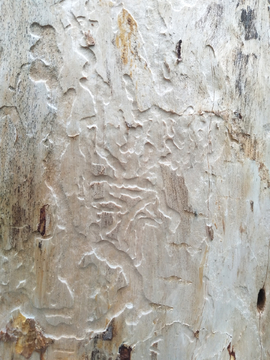 木头天然纹理图案