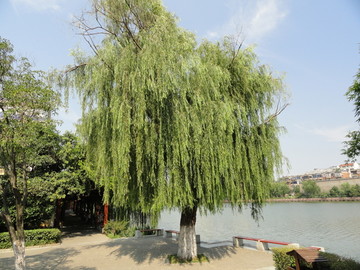柳树