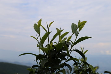 茶树
