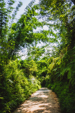 山林小路