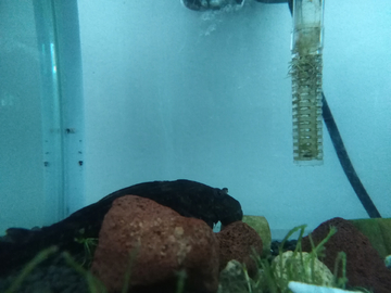 鱼缸 养鱼 宠物鱼 水下