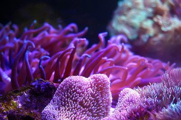 海底世界珊瑚海葵