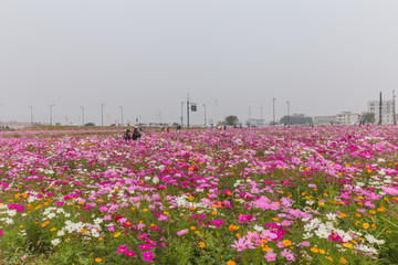 格桑花