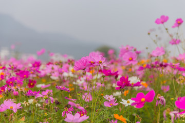 格桑花