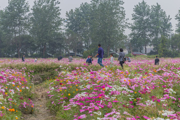 格桑花