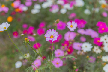 格桑花