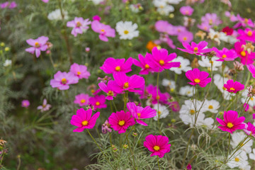 格桑花