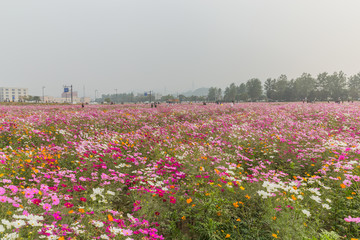 格桑花