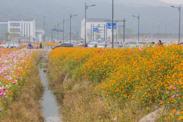 硫华菊