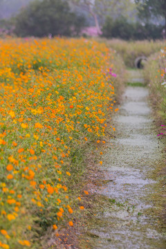 硫华菊