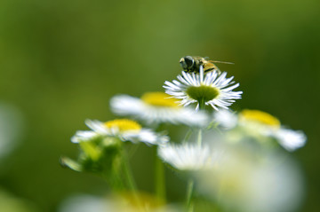 采蜜花蕊