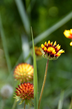 美丽小花