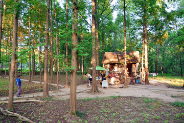 树林木房子