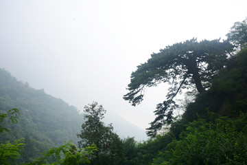 泰山望人松