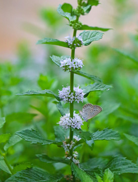 白花薄荷