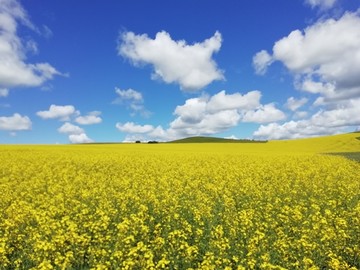 油菜花开