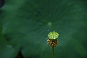 雨润荷花别样美