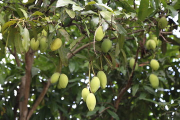 芒果树