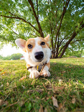 彭布罗克威尔士柯基犬