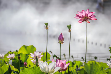 荷花