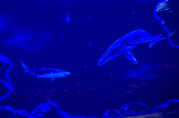 海底世界海底鱼群海洋公园