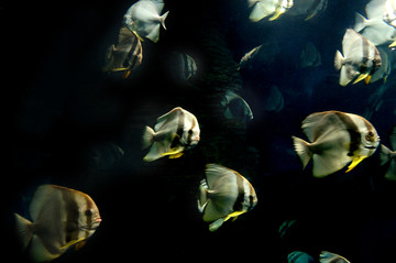 海底世界海底鱼群海洋公园