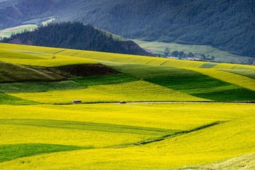 卓尔山油菜花