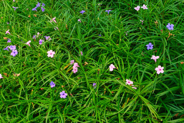 小紫花