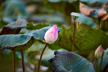 荷花集