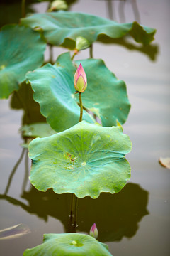 落日荷花池