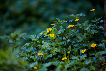 小菊花