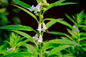 芝麻花