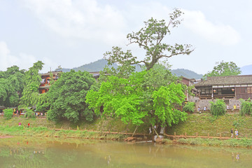 柳江古镇杨村河两岸风光