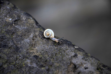 蜗牛