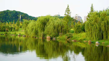 湖岸景观