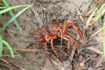 小龙虾