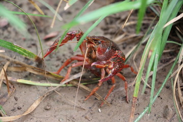 小龙虾