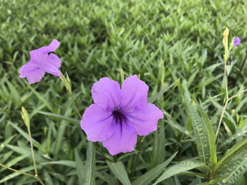 喇叭花