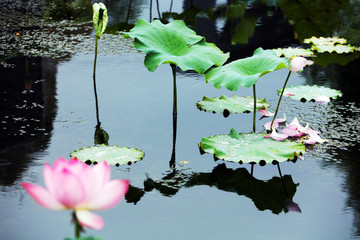 花卉