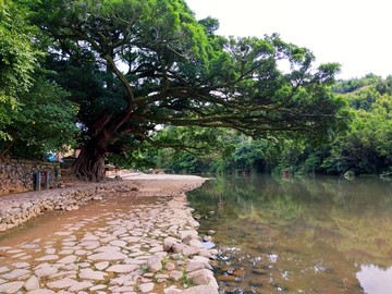 五百多年大榕树