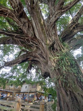 六百多年大榕树
