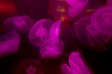海洋生物
