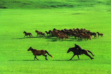 草原蒙古族套马活动